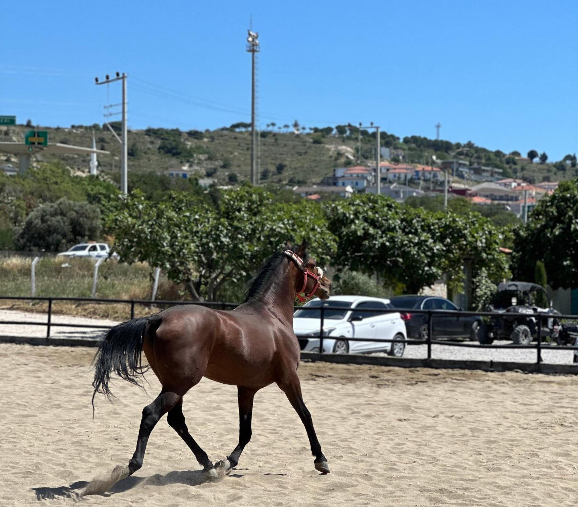 Ride And Stay Çeşme Buitenkant foto